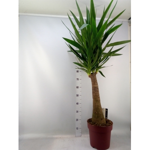 Yucca elephantipes   ...