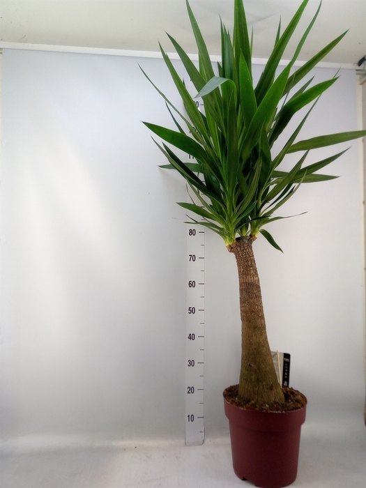<h4>Yucca elephantipes   ...</h4>