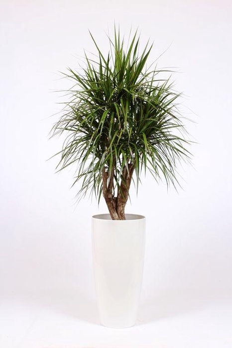 <h4>Dracaena marginata in Santorini pot "wit"</h4>