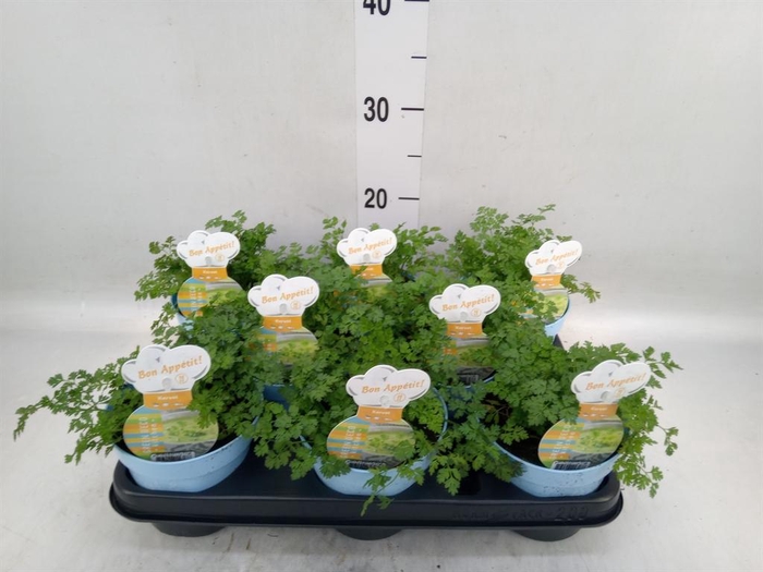 <h4>Tuinkruiden   ...</h4>