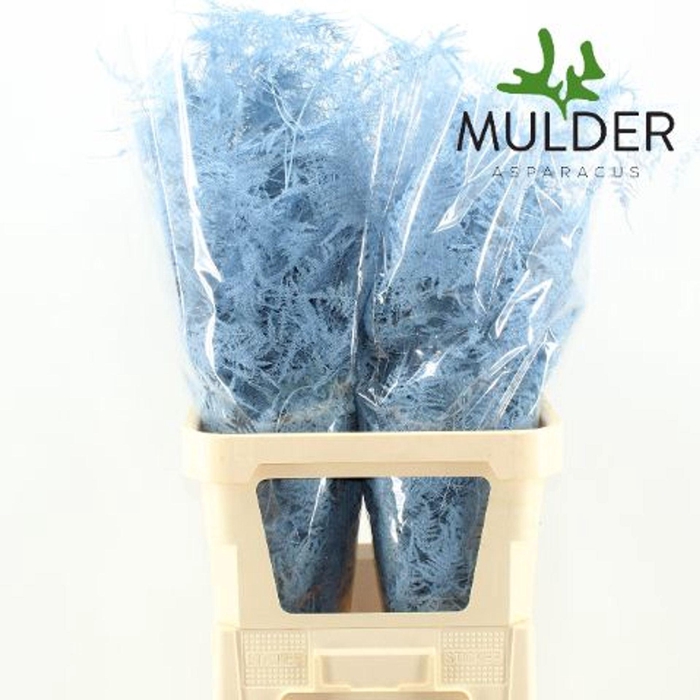 <h4>Asparagus DYED Blue Light</h4>