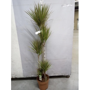 Dracaena marg. 'Bicolor'