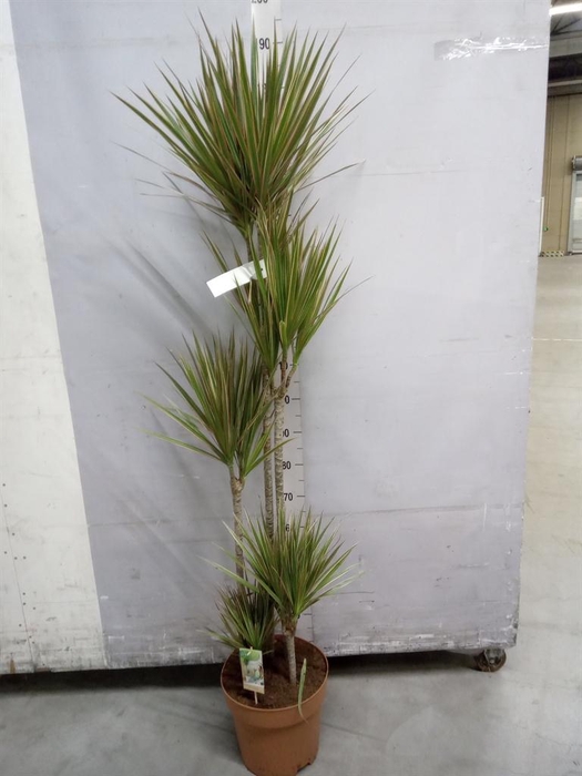 <h4>Dracaena marg. 'Bicolor'</h4>