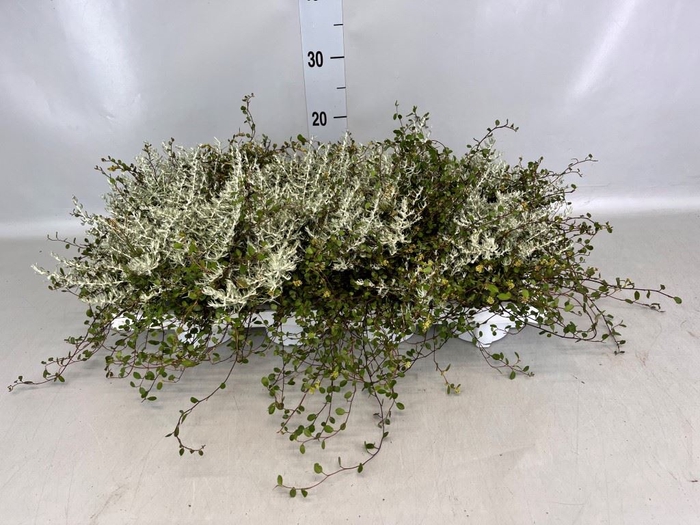 <h4>Helichrysum italicum</h4>