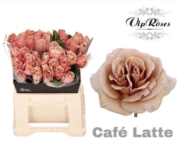 <h4>R GR CAFE LATTE</h4>