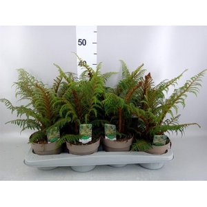 Cyathea tomentosissima