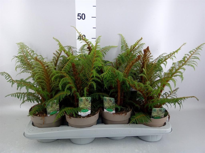 <h4>Cyathea tomentosissima</h4>
