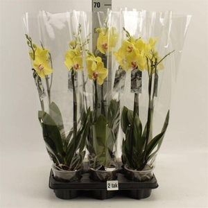 Phalaenopsis   ...yellow