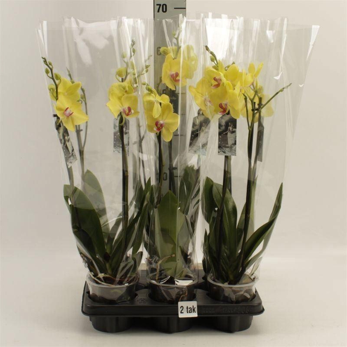 <h4>Phalaenopsis   ...yellow</h4>