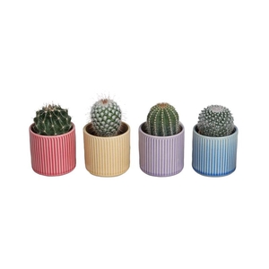 CACTACEAE P7 L67534