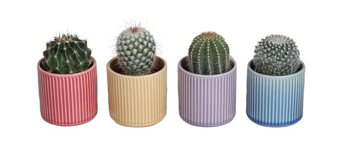 <h4>CACTACEAE P7 L67534</h4>