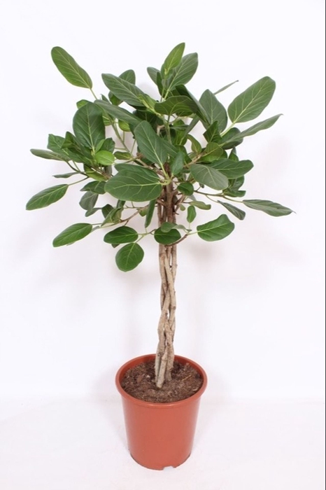 <h4>Ficus Benghalensis</h4>