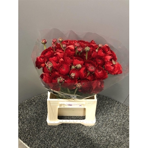 Ran Suc 1st Red Valentino