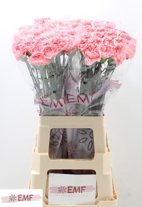 <h4>DI ST TRUE LOVE</h4>