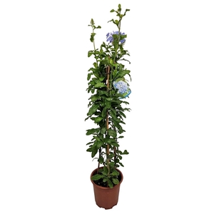 PLUMBAGO AURICULATA