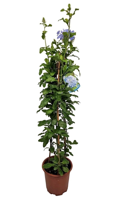 <h4>PLUMBAGO AURICULATA</h4>