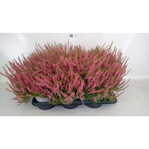 Calluna vulg. 'Beauty L Sylke'
