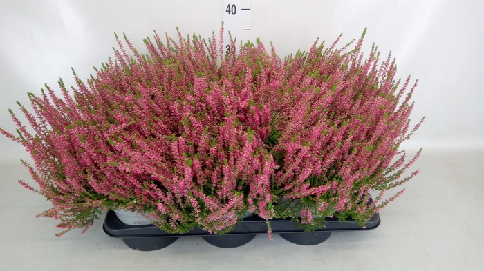 <h4>Calluna vulg. 'Beauty L Sylke'</h4>
