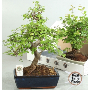 BONSAI GEM
