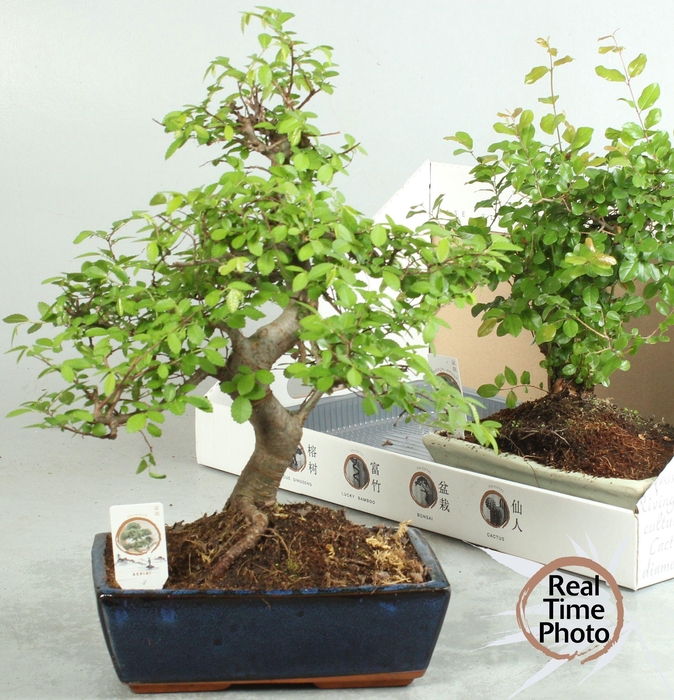 <h4>BONSAI GEM</h4>
