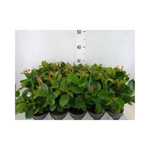 Mandevilla am. 'Sundav Pretty Pink'