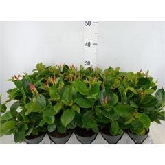 <h4>Mandevilla am. 'Sundav Pretty Pink'</h4>