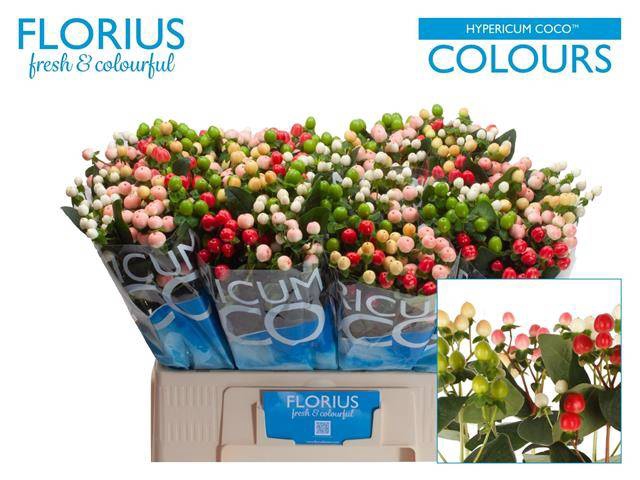 <h4>Hyp Coco Mix Florius</h4>