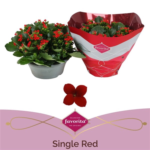 <h4>Kalanchoë Single Red in SV.COloursleeve</h4>