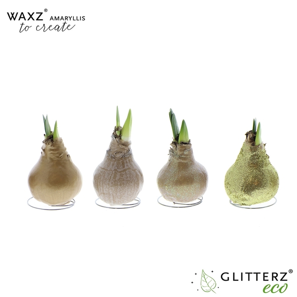 <h4>Amaryllis Waxz® to Create Gold</h4>