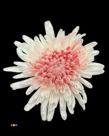 <h4>Chr G Marshmallow Red</h4>