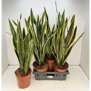 Sansevieria trifasciata Laurentii 19Ø 90cm