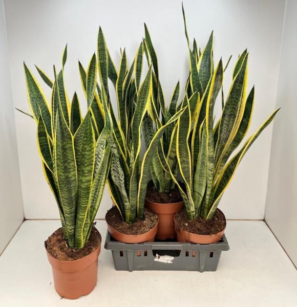 Sansevieria trifasciata Laurentii 19Ø 90cm