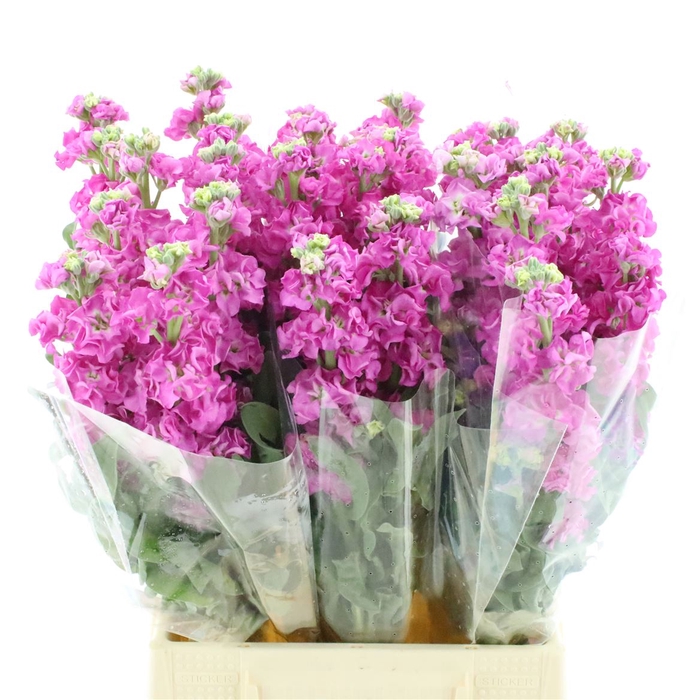 <h4>Matth Incana Iron Pink</h4>