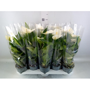 Anthurium  'Karma White'