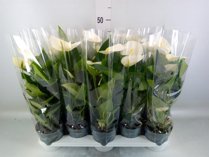 <h4>Anthurium 'Karma White'</h4>