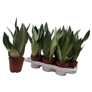 Sansevieria trif. Moonshine