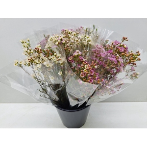 Mono Waxflower ass x5
