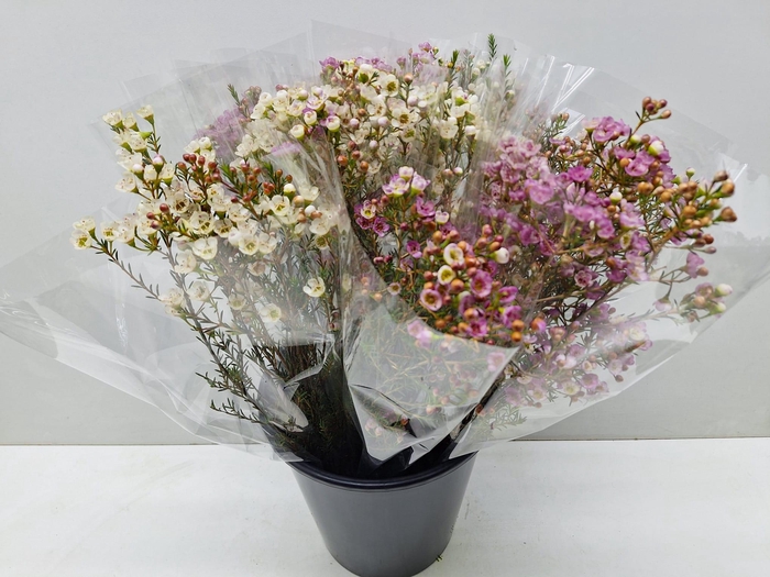 <h4>Mono Waxflower ass x5</h4>