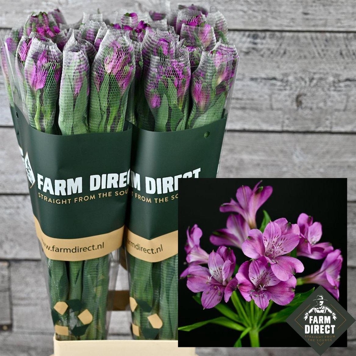 <h4>Alstro Maracana 70gr</h4>