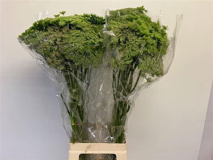 <h4>Ammi Majus</h4>
