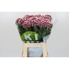 Dianthus Br Kiwi Maroon