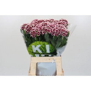 Dianthus Br Kiwi Maroon XXL