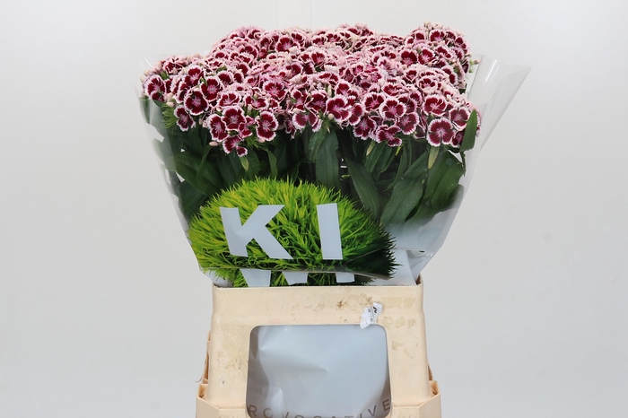 <h4>Dianthus Br Kiwi Maroon XXL</h4>