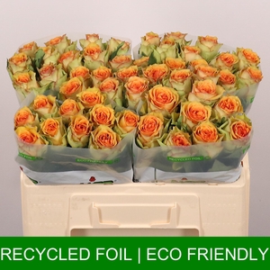 R GR TROPIC VERSILIA