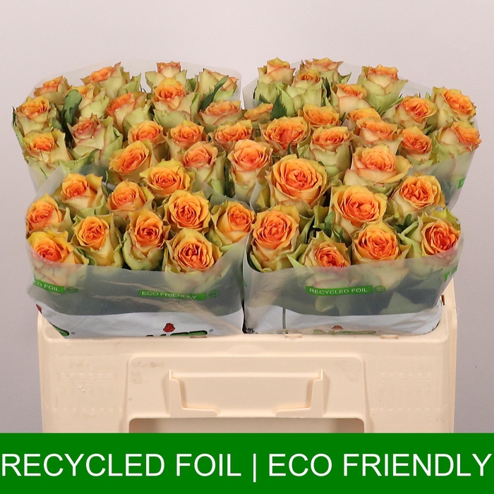 <h4>R GR TROPIC VERSILIA</h4>