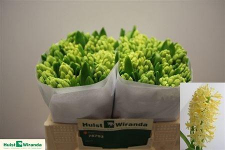 <h4>Hyac Yellowstone</h4>