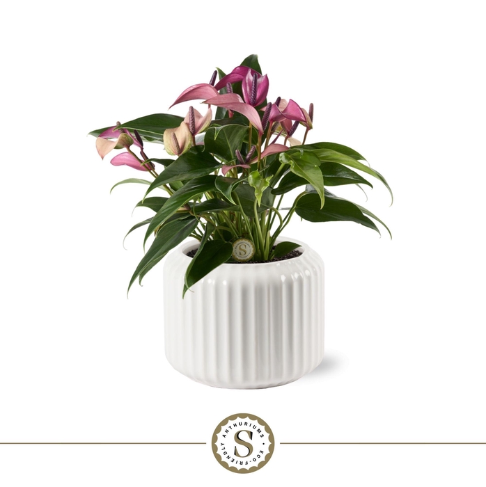 <h4>Bologna Keramiek White - Zizou</h4>