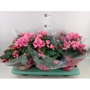 Begonia elat. DU 'Berseba'