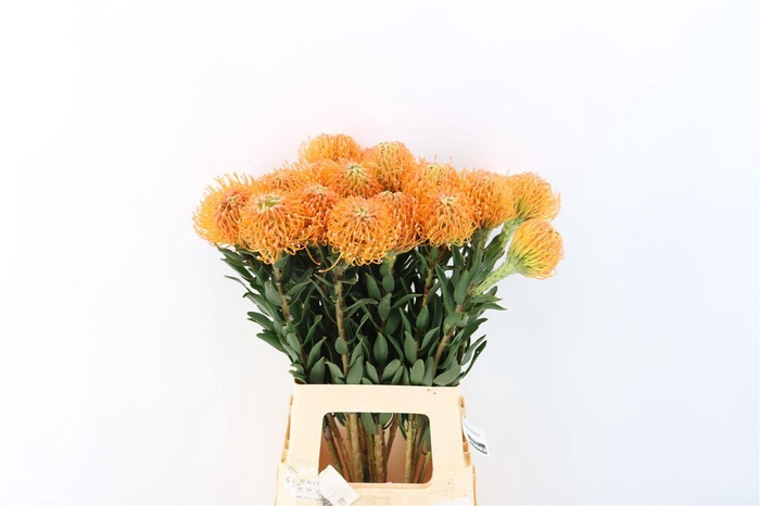 <h4>Leuco Ayoba Peach</h4>