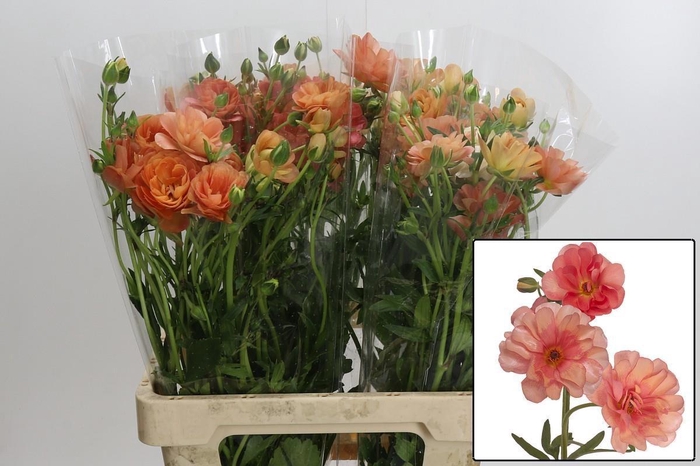 <h4>RAN BUTTERFLY ERIS</h4>